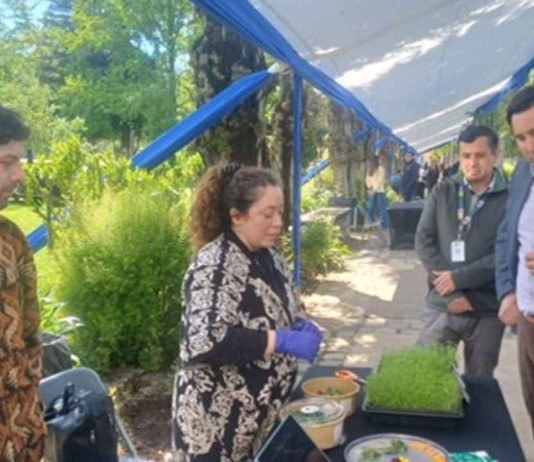 Producción de antioxidantes naturales a partir de legumbres locales para conservar alimentos Producción de antioxidantes naturales a partir de legumbres locales para conservar alimentos