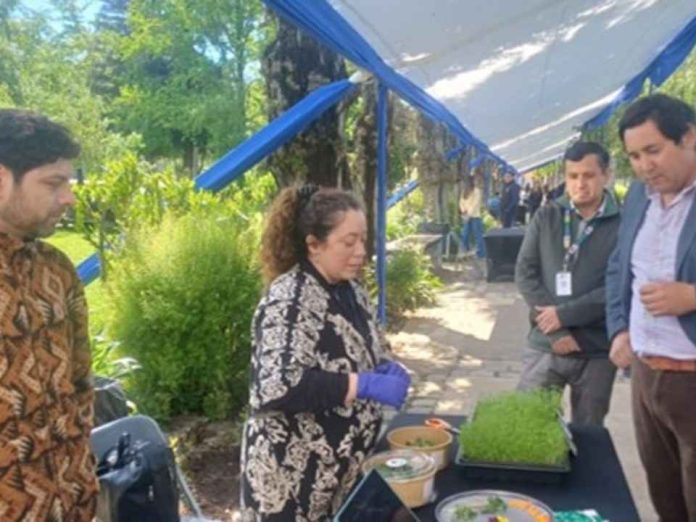 Producción de antioxidantes naturales a partir de legumbres locales para conservar alimentos