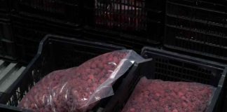 Productor de Loncoche multiplica su negocio de frambuesas y llega al retail gracias al financiamiento del Gobierno Regional y apoyo de Corfo. Productor de Loncoche multiplica su negocio de frambuesas y llega al retail gracias al financiamiento del Gobierno Regional y apoyo de Corfo.