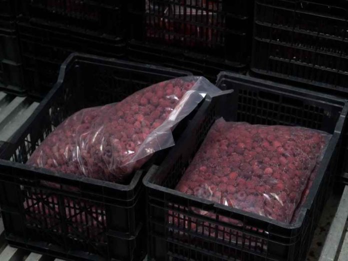 Productor de Loncoche multiplica su negocio de frambuesas y llega al retail gracias al financiamiento del Gobierno Regional y apoyo de Corfo. Productor de Loncoche multiplica su negocio de frambuesas y llega al retail gracias al financiamiento del Gobierno Regional y apoyo de Corfo.