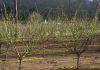Productores de avellanas de La Araucanía dan un salto productivo con apoyo de Corfo y del Gobierno Regional Productores de avellanas de La Araucanía dan un salto productivo con apoyo de Corfo y del Gobierno Regional