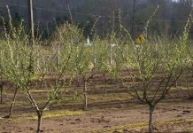 Productores de avellanas de La Araucanía dan un salto productivo con apoyo de Corfo y del Gobierno Regional Productores de avellanas de La Araucanía dan un salto productivo con apoyo de Corfo y del Gobierno Regional
