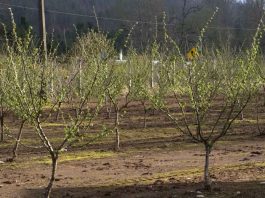 Productores de avellanas de La Araucanía dan un salto productivo con apoyo de Corfo y del Gobierno Regional 