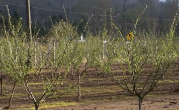 Reportaje | Productores de avellanas de La Araucanía dan un salto productivo con apoyo de Corfo y del Gobierno Regional Productores de avellanas de La Araucanía dan un salto productivo con apoyo de Corfo y del Gobierno Regional