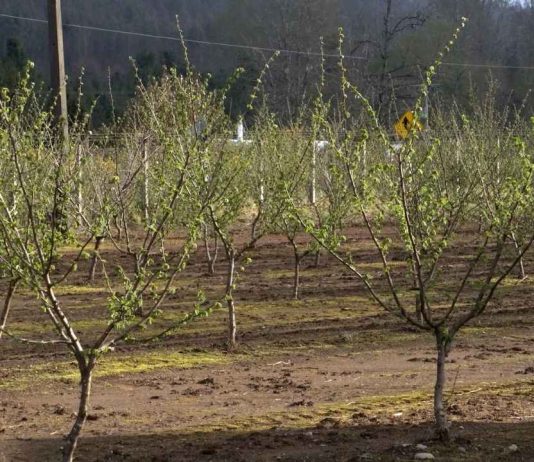 Reportaje | Productores de avellanas de La Araucanía dan un salto productivo con apoyo de Corfo y del Gobierno Regional Productores de avellanas de La Araucanía dan un salto productivo con apoyo de Corfo y del Gobierno Regional