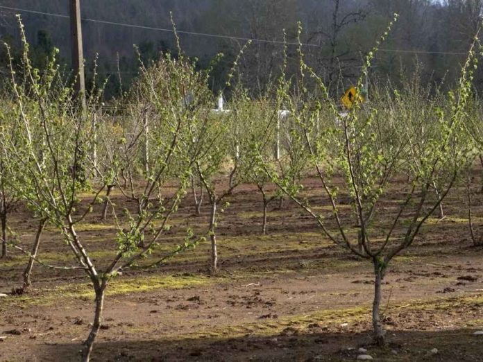 Productores de avellanas de La Araucanía dan un salto productivo con apoyo de Corfo y del Gobierno Regional 