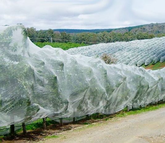 El impacto de la lluvia y los granizos en los frutales de temporada El impacto de la lluvia y los granizos en los frutales de temporada, protección de frutales contra granizos, malla antigranizo Drapenet