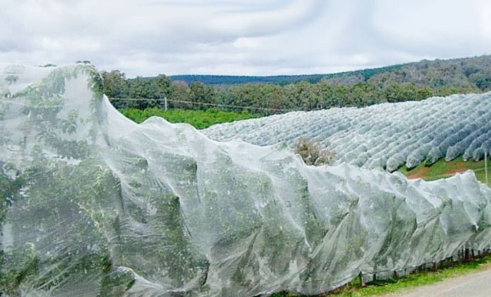 El impacto de la lluvia y los granizos en los frutales de temporada El impacto de la lluvia y los granizos en los frutales de temporada, protección de frutales contra granizos, malla antigranizo Drapenet