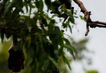 Rabia en murciélagos: especialista advierte que la vacunación de mascotas sigue siendo clave para prevenir contagios Rabia en murciélagos: especialista advierte que la vacunación de mascotas sigue siendo clave para prevenir contagios