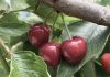 Reportaje | Biodiversidad en predios agrícolas: Claves para integrar la conservación a la gestión productiva Reportaje | Biodiversidad en predios agrícolas: Claves para integrar la conservación a la gestión productiva