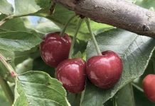 Reportaje | Biodiversidad en predios agrícolas: Claves para integrar la conservación a la gestión productiva Reportaje | Biodiversidad en predios agrícolas: Claves para integrar la conservación a la gestión productiva