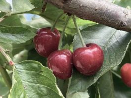 Reportaje | Biodiversidad en predios agrícolas: Claves para integrar la conservación a la gestión productiva Reportaje | Biodiversidad en predios agrícolas: Claves para integrar la conservación a la gestión productiva