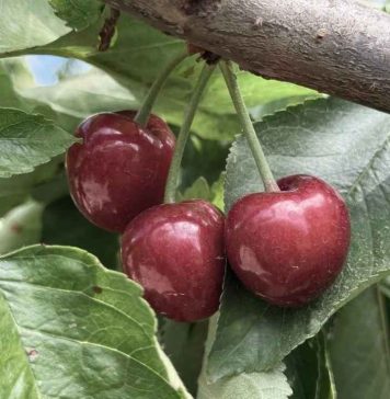 Reportaje | Biodiversidad en predios agrícolas: Claves para integrar la conservación a la gestión productiva