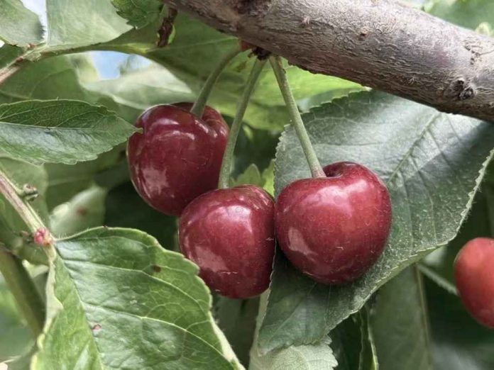 Reportaje Biodiversidad en predios agrícolas Claves para integrar la conservación a la gestión productiva Reportaje | Biodiversidad en predios agrícolas: Claves para integrar la conservación a la gestión productiva