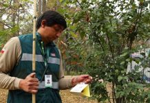 SAG implementa Técnica del Insecto Estéril en Monte Patria para reforzar erradicación de la Mosca de la Fruta SAG implementa Técnica del Insecto Estéril en Monte Patria para reforzar erradicación de la Mosca de la Fruta