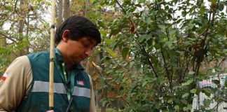 SAG implementa Técnica del Insecto Estéril en Monte Patria para reforzar erradicación de la Mosca de la Fruta SAG implementa Técnica del Insecto Estéril en Monte Patria para reforzar erradicación de la Mosca de la Fruta