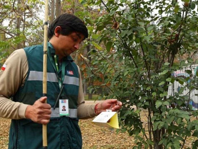 SAG implementa Técnica del Insecto Estéril en Monte Patria para reforzar erradicación de la Mosca de la Fruta SAG implementa Técnica del Insecto Estéril en Monte Patria para reforzar erradicación de la Mosca de la Fruta