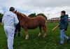 SAG informa el término de las cuarentenas por anemia infecciosa equina en Ñuble SAG informa el término de las cuarentenas por anemia infecciosa equina en Ñuble