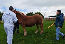 SAG informa el término de las cuarentenas por anemia infecciosa equina en Ñuble SAG informa el término de las cuarentenas por anemia infecciosa equina en Ñuble
