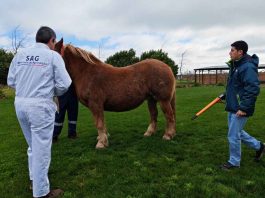 SAG informa el término de las cuarentenas por anemia infecciosa equina en Ñuble