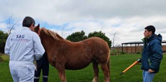 SAG informa el término de las cuarentenas por anemia infecciosa equina en Ñuble SAG informa el término de las cuarentenas por anemia infecciosa equina en Ñuble