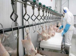 SAG suspende ingreso de aves y productos avícolas provenientes de Santa Catarina, Brasil