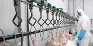 SAG suspende ingreso de aves y productos avícolas provenientes de Santa Catarina, Brasil SAG suspende ingreso de aves y productos avícolas provenientes de Santa Catarina, Brasil