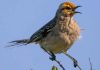 SAG y Audubon firman convenio que permitirá fortalecer la vigilancia de enfermedades en aves silvestres SAG y Audubon firman convenio que permitirá fortalecer la vigilancia de enfermedades en aves silvestres