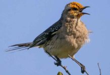 SAG y Audubon firman convenio que permitirá fortalecer la vigilancia de enfermedades en aves silvestres SAG y Audubon firman convenio que permitirá fortalecer la vigilancia de enfermedades en aves silvestres