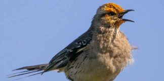 SAG y Audubon firman convenio que permitirá fortalecer la vigilancia de enfermedades en aves silvestres SAG y Audubon firman convenio que permitirá fortalecer la vigilancia de enfermedades en aves silvestres