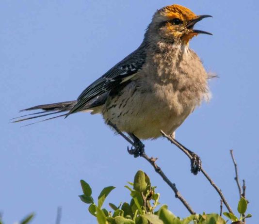 SAG y Audubon firman convenio que permitirá fortalecer la vigilancia de enfermedades en aves silvestres 