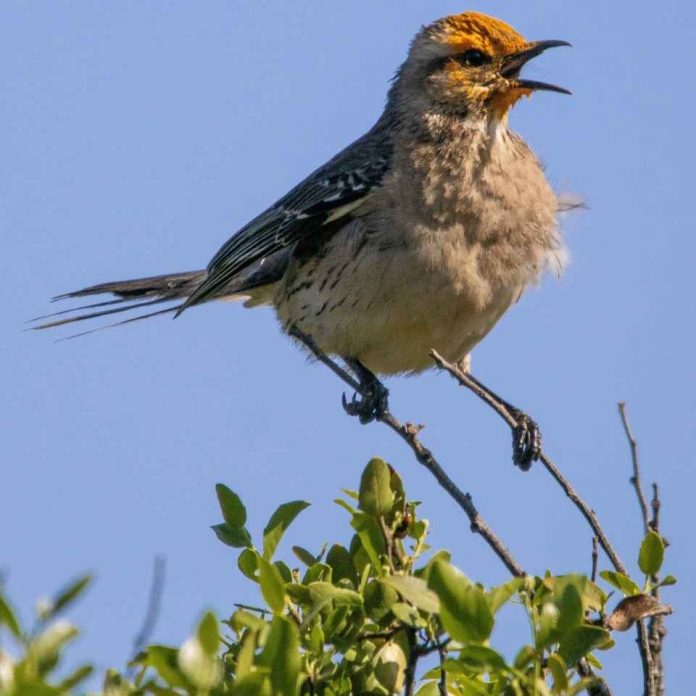 SAG y Audubon firman convenio que permitirá fortalecer la vigilancia de enfermedades en aves silvestres SAG y Audubon firman convenio que permitirá fortalecer la vigilancia de enfermedades en aves silvestres