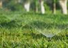 SPRING de GLOBALG.A.P.: cómo transformar la gestión del agua en una herramienta de mejora para el predio agrícola SPRING de GLOBALG.A.P.: cómo transformar la gestión del agua en una herramienta de mejora para el predio agrícola