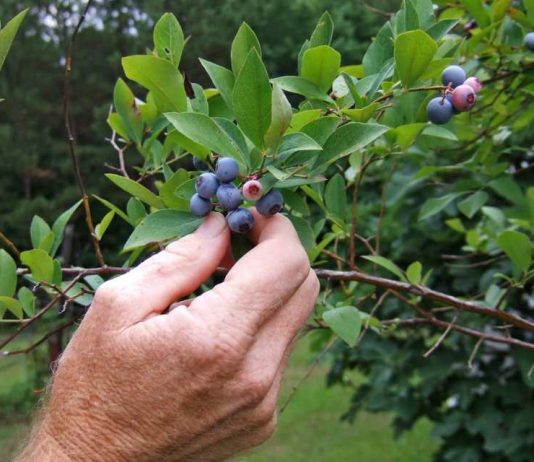 Sector agrícola abordará normativa para la contratación de trabajadores extranjeros de temporada