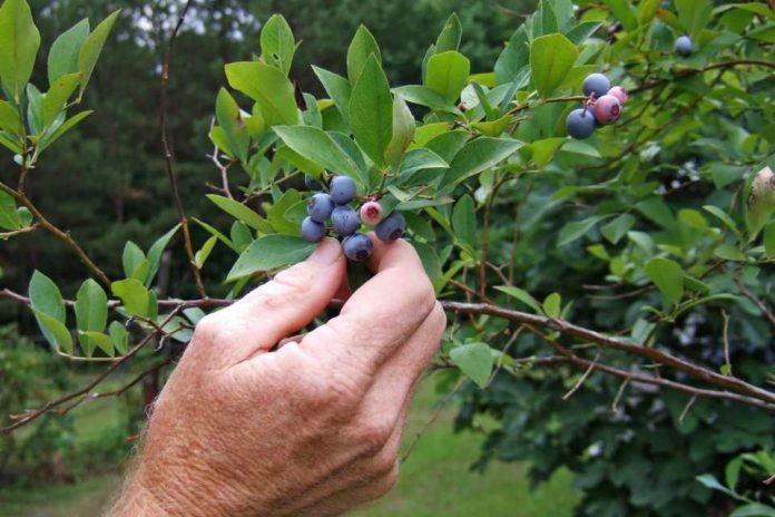 Sector agrícola abordará normativa para la contratación de trabajadores extranjeros de temporada Sector agrícola abordará normativa para la contratación de trabajadores extranjeros de temporada