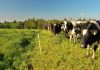 Seminario Fedeleche e INIA Remehue sobre estrategias para reducir emisiones en sistemas bovinos de leche Seminario Fedeleche e INIA Remehue sobre estrategias para reducir emisiones en sistemas bovinos de leche