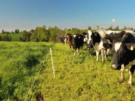 Seminario Fedeleche e INIA Remehue sobre estrategias para reducir emisiones en sistemas bovinos de leche Seminario Fedeleche e INIA Remehue sobre estrategias para reducir emisiones en sistemas bovinos de leche