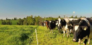 Seminario Fedeleche e INIA Remehue sobre estrategias para reducir emisiones en sistemas bovinos de leche