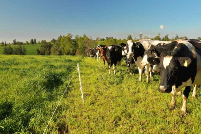 Seminario Fedeleche e INIA Remehue sobre estrategias para reducir emisiones en sistemas bovinos de leche Seminario Fedeleche e INIA Remehue sobre estrategias para reducir emisiones en sistemas bovinos de leche