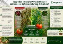 ¿Es posible silenciar al Virus del Rugoso activando las defensas naturales de la planta? ¿Es posible silenciar al Virus del Rugoso activando las defensas naturales de la planta?