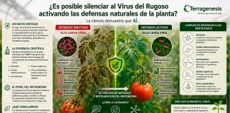 ¿Es posible silenciar al Virus del Rugoso activando las defensas naturales de la planta?