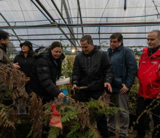 Subsecretario Venezian revisó en Magallanes respuesta ante incendios y trabajo con flora subantártica Subsecretario Venezian revisó en Magallanes respuesta ante incendios y trabajo con flora subantártica