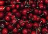 Sudáfrica |Cosecha de cerezas comienza anticipadamente, pero la producción caería más de 50% en una zona clave Sudáfrica |Cosecha de cerezas comienza anticipadamente, pero la producción caería más de 50% en una zona clave