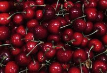 Sudáfrica |Cosecha de cerezas comienza anticipadamente, pero la producción caería más de 50% en una zona clave Sudáfrica |Cosecha de cerezas comienza anticipadamente, pero la producción caería más de 50% en una zona clave