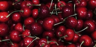 Sudáfrica |Cosecha de cerezas comienza anticipadamente, pero la producción caería más de 50% en una zona clave Sudáfrica |Cosecha de cerezas comienza anticipadamente, pero la producción caería más de 50% en una zona clave