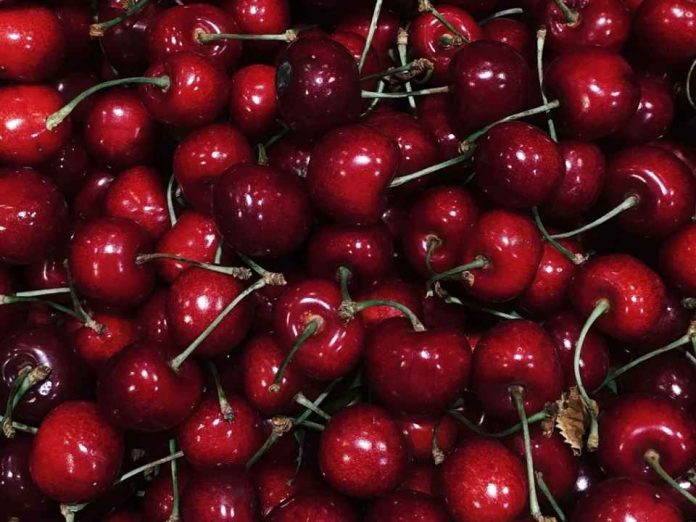 Sudáfrica |Cosecha de cerezas comienza anticipadamente, pero la producción caería más de 50% en una zona clave
