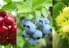 Copeval lleva su experiencia técnica al encuentro anual de productores de Hortifrut Summit Hortifrut Chile 2026