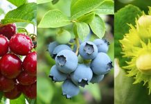 Copeval lleva su experiencia técnica al encuentro anual de productores de Hortifrut Summit Hortifrut Chile 2026