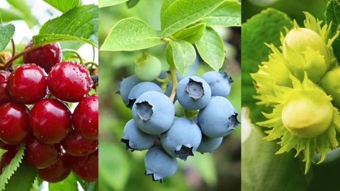 Summit Hortifrut Chile 2026