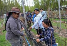 Taller de poda de vides reunió a productores de Chile Chico para mejorar el manejo de los viñedos Taller de poda de vides reunió a productores de Chile Chico para mejorar el manejo de los viñedos